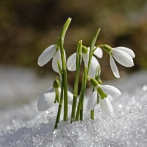 Imbolc rituels - blog - Fée'minitude