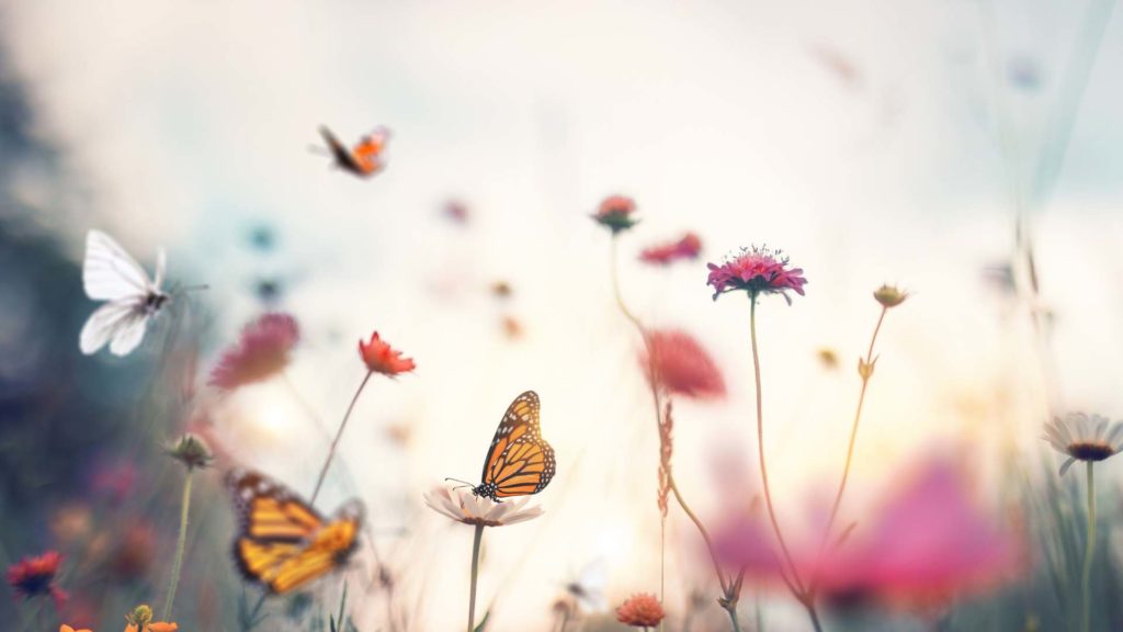 Cercle Yoga & Méditation "EMERVEILLEMENT"